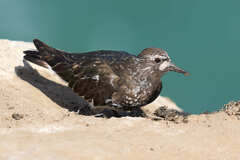 Black Turnstone photo 4