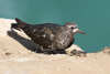 Black Turnstone - Photo (c) Grigory Heaton, some rights reserved (CC BY-NC), uploaded by Grigory Heaton