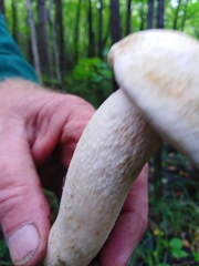 Leccinum percandidum