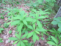 Oclemena acuminata image
