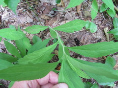Oclemena acuminata image