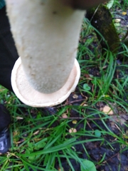 Leccinum percandidum