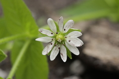 Microbotryum stellariae