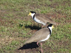 Vanellus miles novaehollandiae