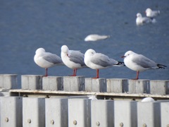 Chroicocephalus novaehollandiae