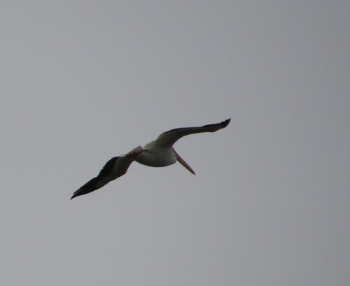 iNaturalist observation photo of American White Pelican