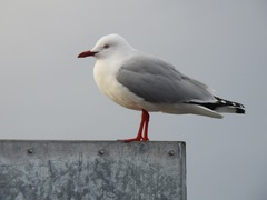 Chroicocephalus novaehollandiae