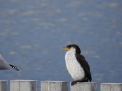 Microcarbo melanoleucos