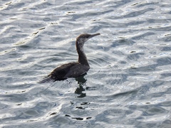 Phalacrocorax fuscescens