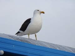 Larus dominicanus