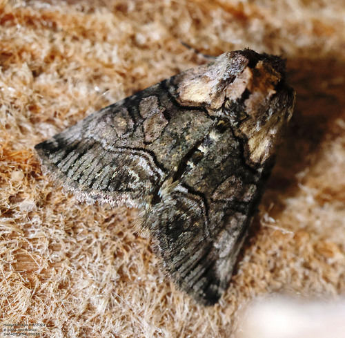 Minute Oval Abrostola photo 5