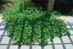 Solanum sarrachoides