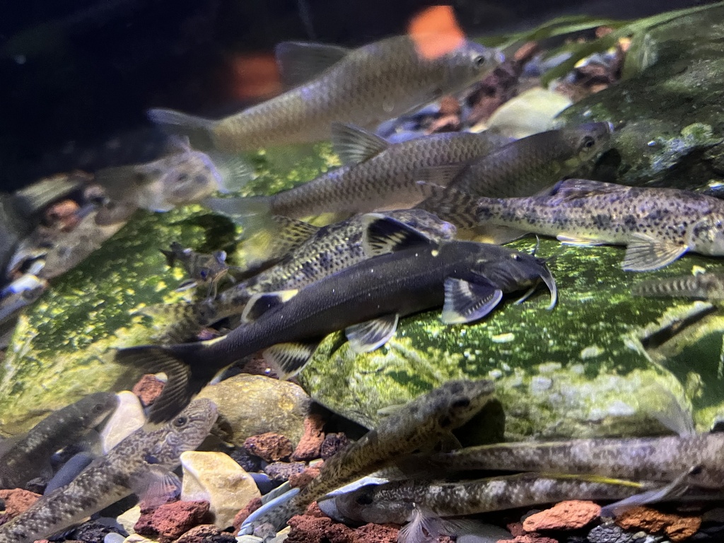 Glyptothorax quadriocellatus