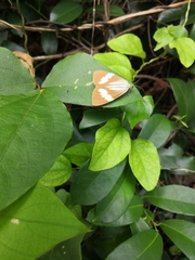 Nyctemera tripunctaria