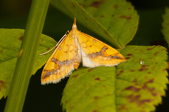 Choristostigma plumbosignalis