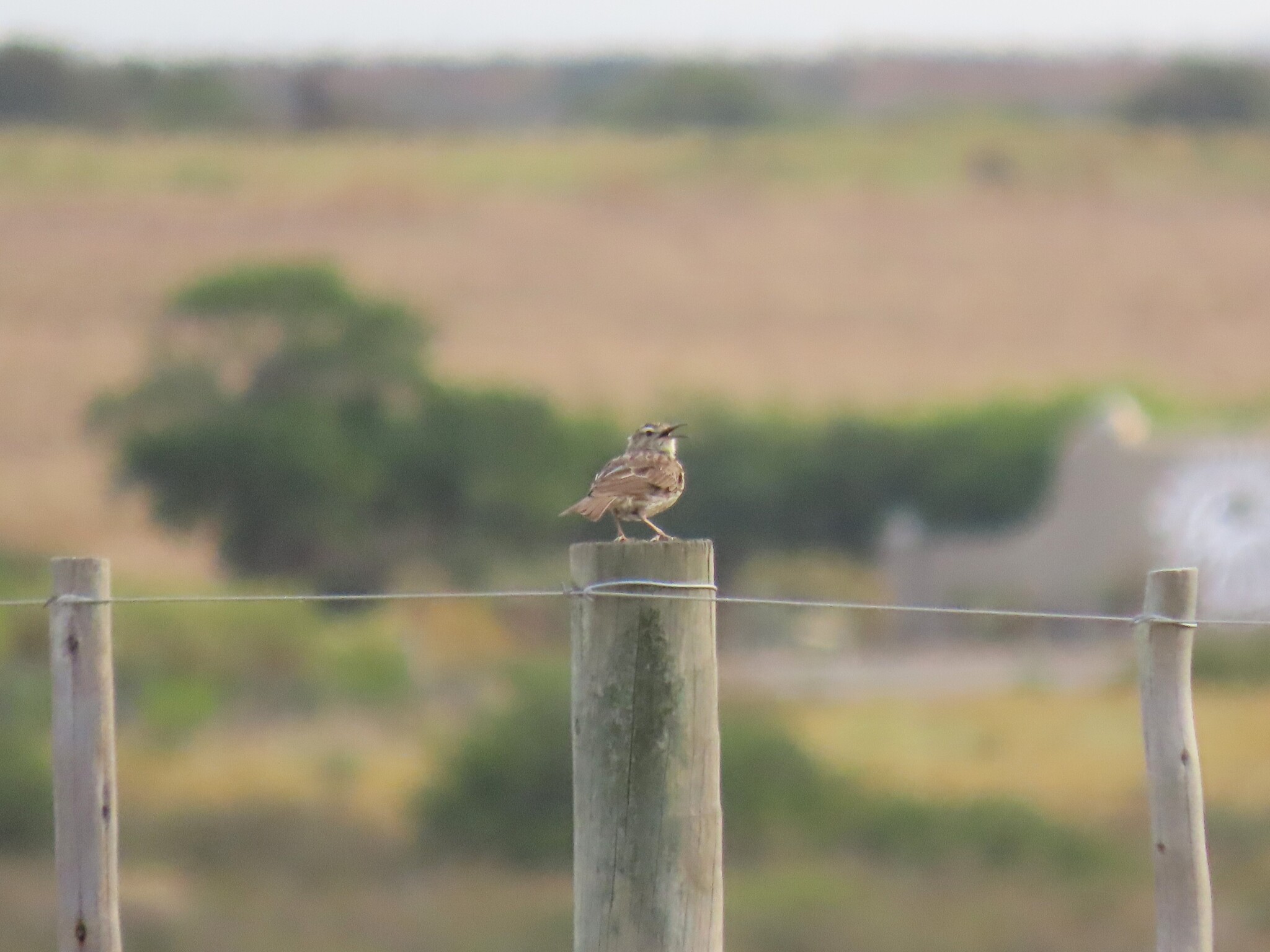 Cape Long-billed Lark (Certhilauda curvirostris), photo 2