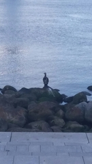 Phalacrocorax carbo