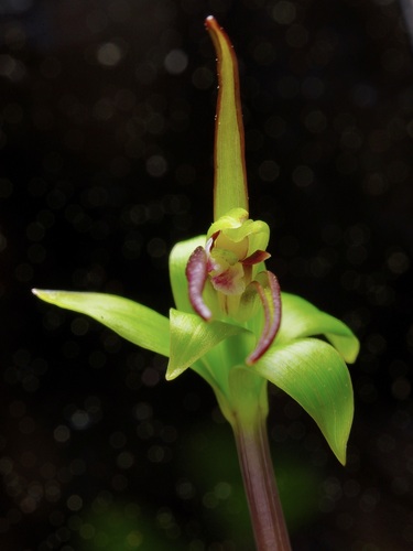 Image of Isotria verticillata by (c) Michelle W. （鍾偉瑋）, some rights reserved (CC BY)