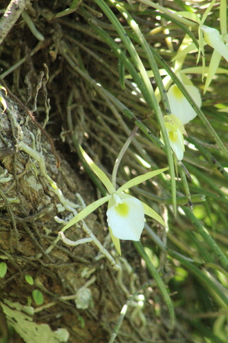 Brassavola tuberculata, photograph 4