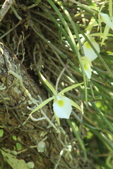 (c) Paulo C. O. Cunha, some rights reserved (CC BY) Brassavola tuberculata, photograph (c) Paulo C. O. Cunha, some rights reserved (CC BY)