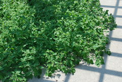 Solanum sarrachoides