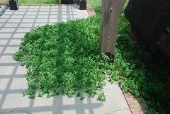 Solanum sarrachoides