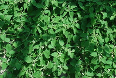 Solanum sarrachoides