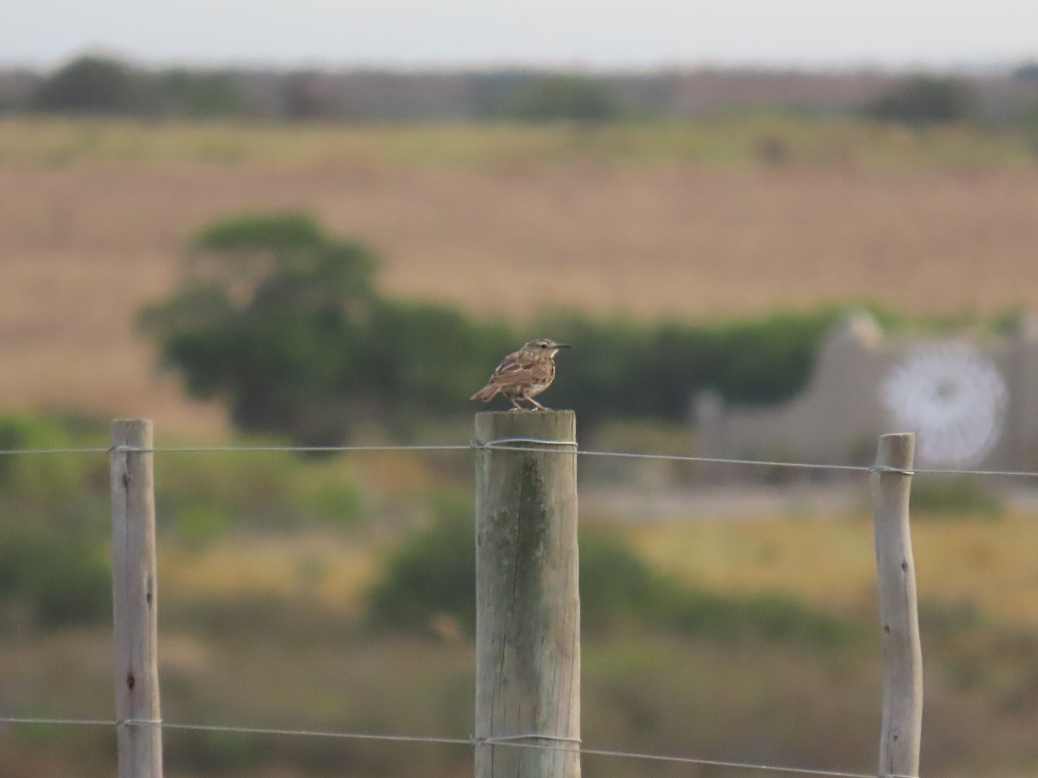 Cape Long-billed Lark (Certhilauda curvirostris), photo 3