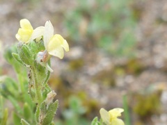 Linaria arenaria
