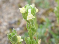 Linaria arenaria