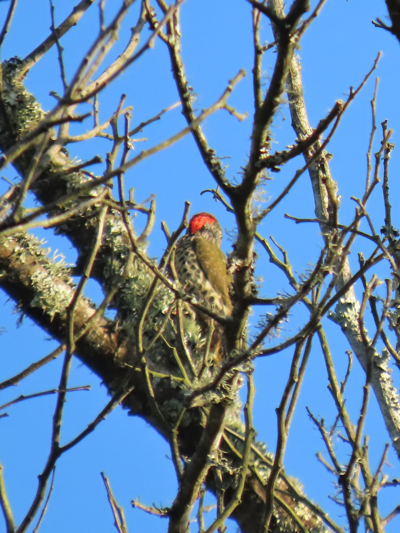 Knysna Woodpecker (Campethera notata), photo 9