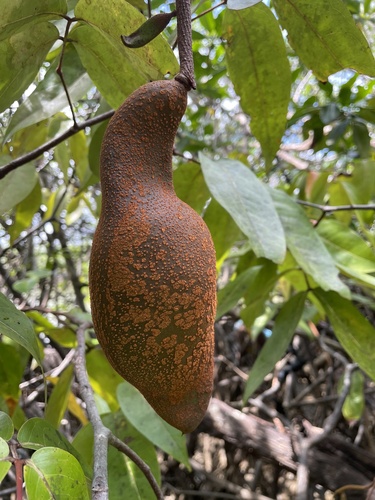 Mora oleifera - Whole tree