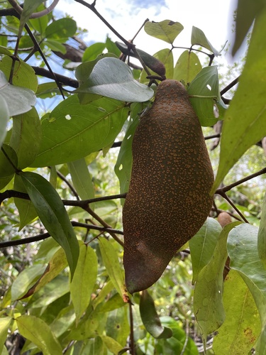 Mora oleifera - Fruit