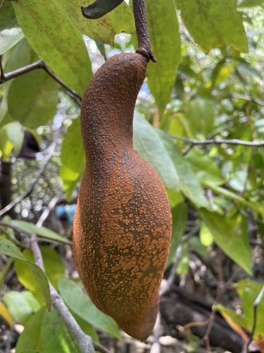 Mora oleifera - Leaves