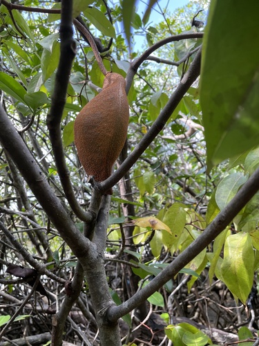 Mora oleifera - Whole tree