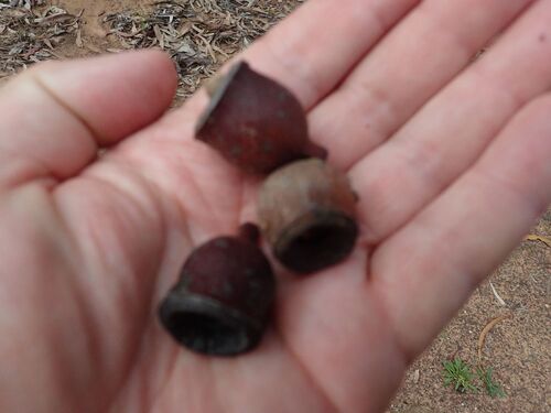 Image of Corymbia watsoniana by (c) coenobita, some rights reserved (CC BY)