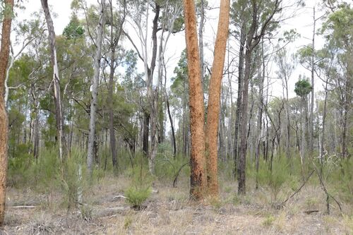 Image of Corymbia watsoniana by (c) coenobita, some rights reserved (CC BY)