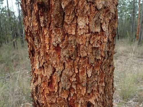 Large-fruited Yellowjacket (Corymbia watsoniana)