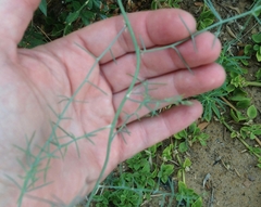 Salsola