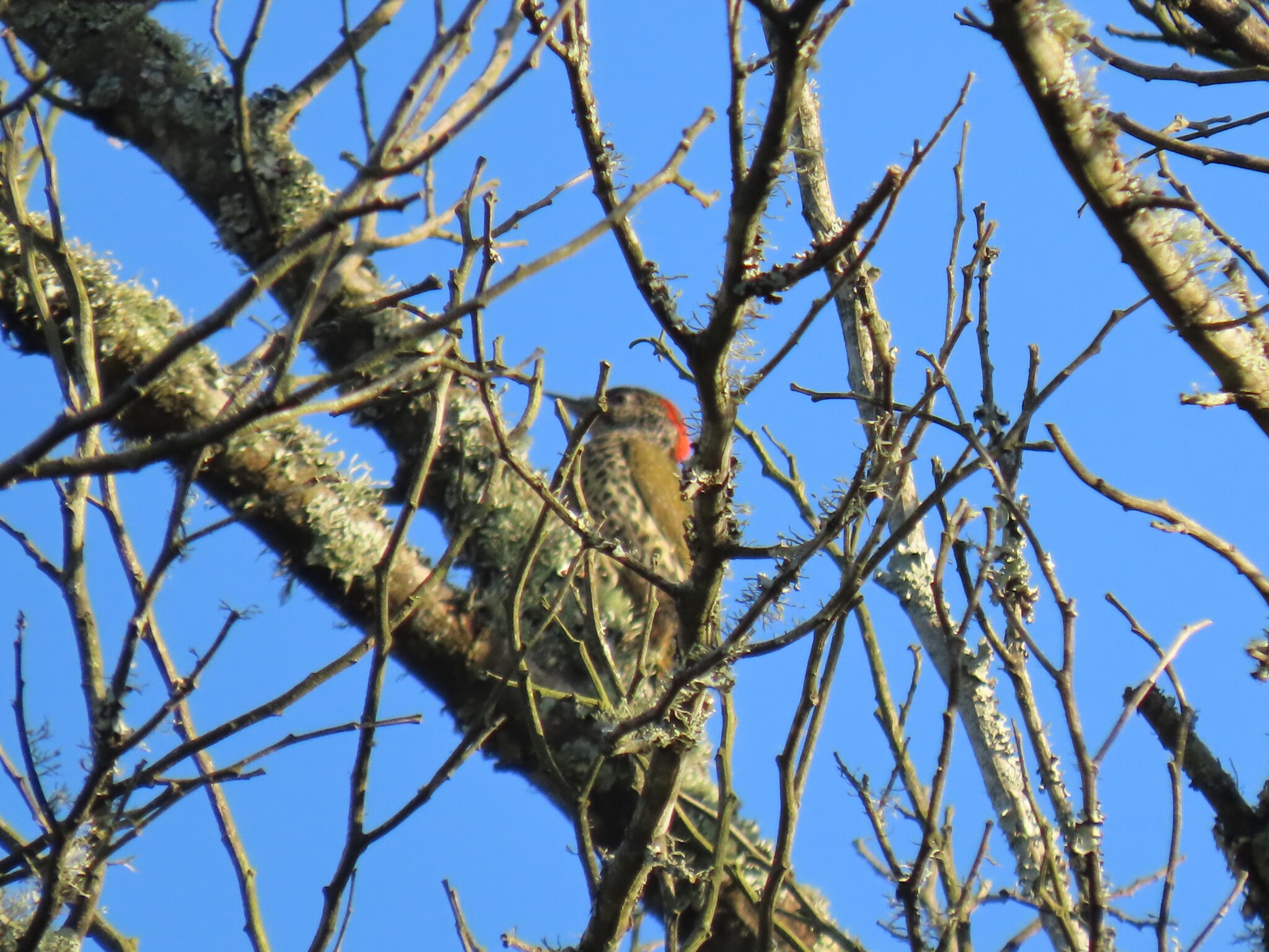 Knysna Woodpecker (Campethera notata), photo 10