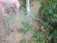 Salsola