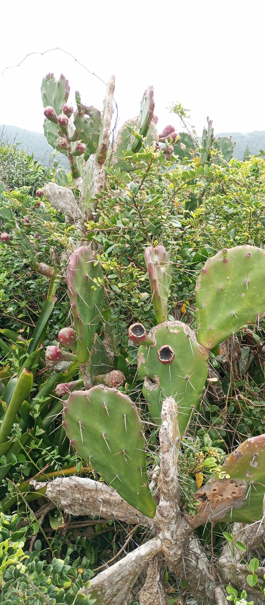 Opuntia monacantha