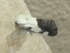 Tarache tetragona