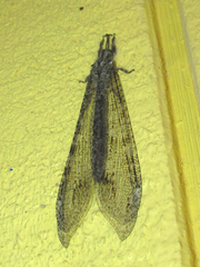 Vella fallax texana