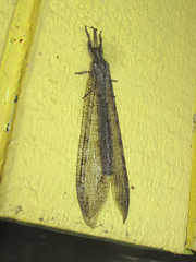 Vella fallax texana