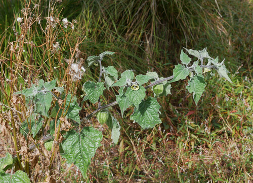 Cape gooseberry