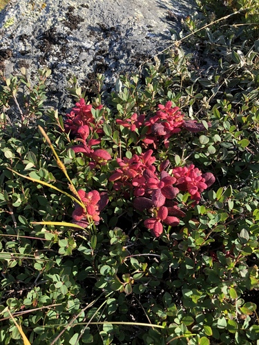 Exobasidium vaccinii-uliginosi