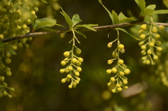 Berberis aristata