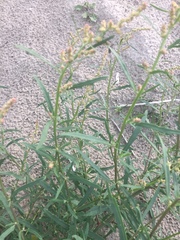 Atriplex littoralis