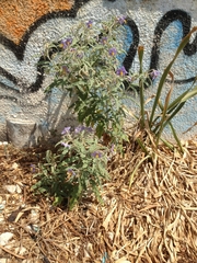 Solanum elaeagnifolium
